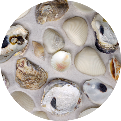 8099-P12 - Beach Mix Shells - Bargain Box